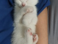 2 aylık 2 dişi ve 1 erkek british shorthair yavrular