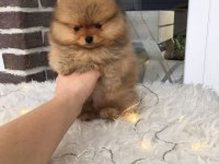 POMERANİAN BOO YAVRULARI