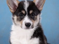 Fci secereli corgi yavruları