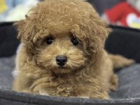Maltipoo Teacup