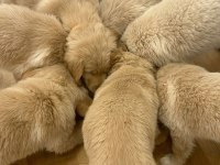 Golden Retriever Yavrular Gelip Görerek Alabilirsiniz