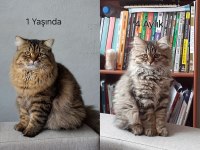 British longhair paşamıza eş arıyoruz