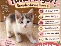 Ömürlük Yuva Arayan 2 Aylık Tatlı Bir Yavru Kedimiz