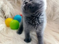 British shorthair silver sahiplendirme