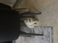 Scottish fold mavi gözlü