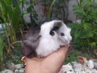 Dişi uzun tüy ginepig yavrular