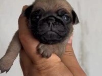 Pug mops yavrular ırk sağlık garantili