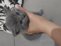 1 aylık scottish fold ve british yavrular