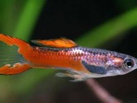 ENDLER LEPİSTES