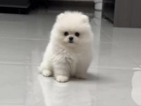 Pomeranian Boo Köpeği