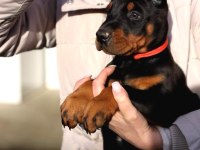 Piyasacı Doberman (Sarışınların Gözdesi)