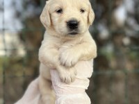 Baby face Irk Garantili Golden Retriever Yavrular