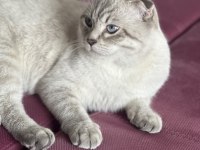 Scottish Fold Blue point shorthair erkek 7 aylık
