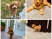 Safkan Toy Boyut Poodle Yavrumuz