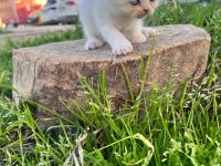 British shorthair erkek ve dişiler
