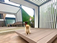 Kalite Pomeranian Boo Dişi