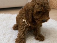 Uygun Dişi Koyu Renk Poodle