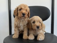 Irk Garantili Poodle Yavrular