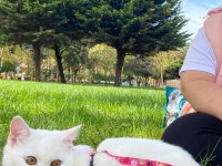 British shorthair pamuk yeni sahibini arıyor