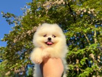 Pomeranian Teddy Face Yavrularımız 