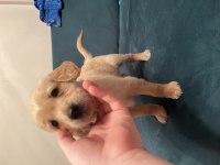 8 haftalık yavru karemel golden retriever