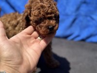Petmode köpek çiftliğinden toy poodle yavrularımız