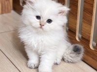 Golden Point Ny25 Dişi British Longhair