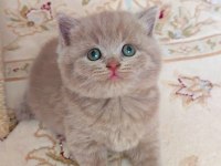 LİLAC DİŞİ ERKEK YAVRU KEDİLER
