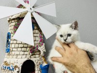 Safkan British Shorthair Bebekler