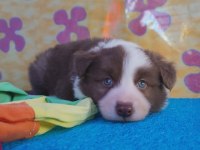 Orjinal Border Collie Yavrularımız
