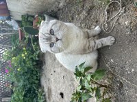 Scottish fold oğluma eş arıyoruz