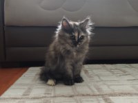 British Longhair Yavrularımız