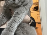 İki yaşındaki scottish fold oğlumuza ömürlük yuva arıyoruz