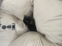 Yorkshire terrier bal bebekler rezerveye açıldı