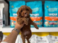 Maltipoo Yavrularımız