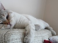 KEDİM 1 YAŞINDA EĞİTİMLİ YER GEBZE