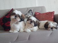 Orjinal saf kan Shih Tzu Şitsu
