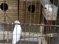 Cennet ve sevda papağanı