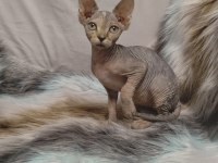 Safkan kanada sfenks