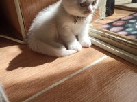 Scottish fold yumurcak yuva arıyor