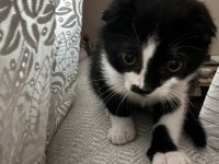 3 aylık yavru scottish fold