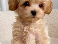 A++ Kalite Maltipoo Bebekler