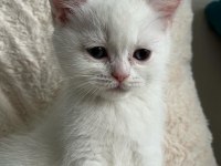 Çok tatlı british shorthair beyaz mavi gözlü