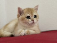 Secereli british shorthair golden yavrular