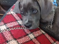 Cane corso blue 3 aylık kimlik çip çıkartıldı