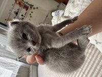 19.04.2025 Doğumlu Scottish fold yavrular mavi göz