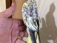 44 Günlük Harika Sultan Papağanı Bebek