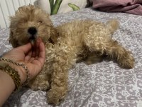 Erkek Maltipoo Bebeğimiz