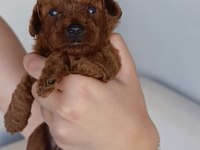 Toy poodle tea cup