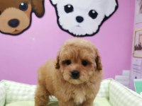 F2 MALTİPOO YAVRULARI